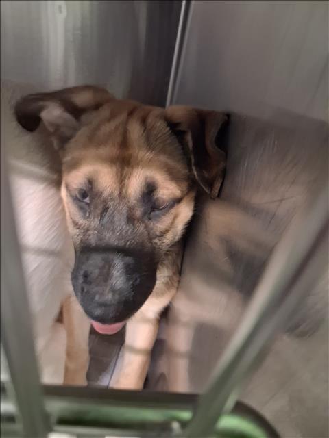Adoptable Dog
