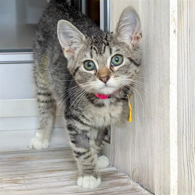 Mittens
