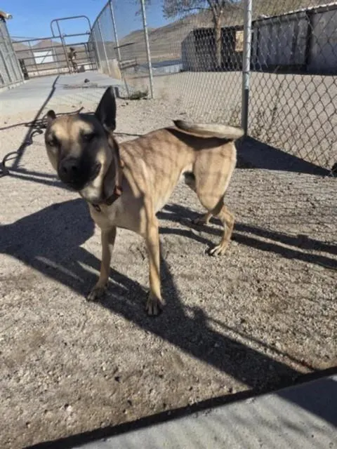 Duke