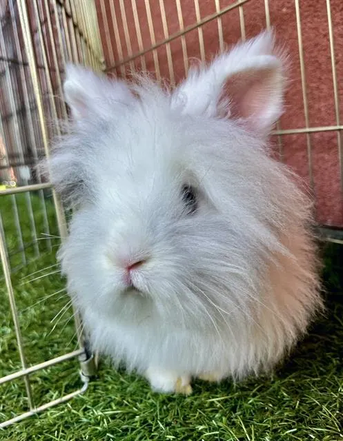 Wanda Fluffet