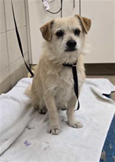 Adoptable Dog