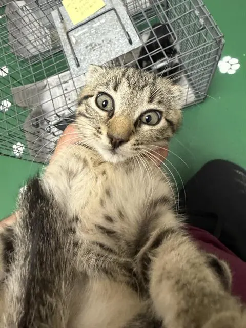 Adoptable Cat