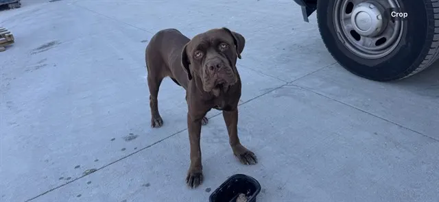 Ruby