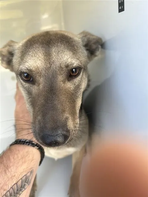Nova