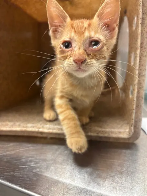 Theodore