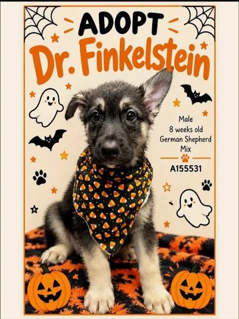 Adoptable Dog