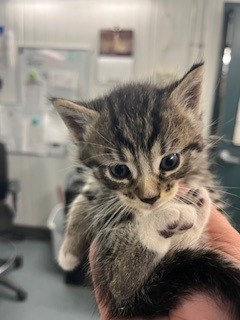 Adoptable Cat