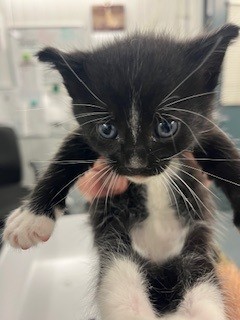 Adoptable Cat