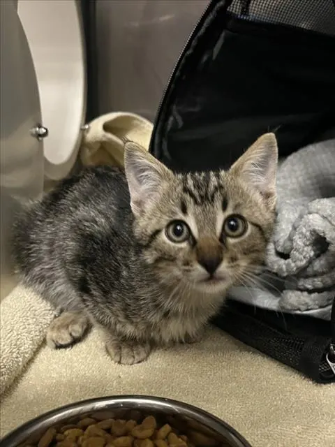 Adoptable Cat