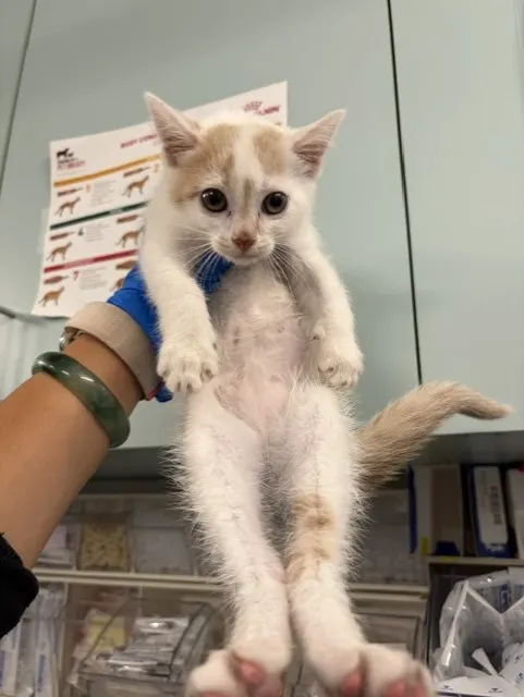 Adoptable Cat