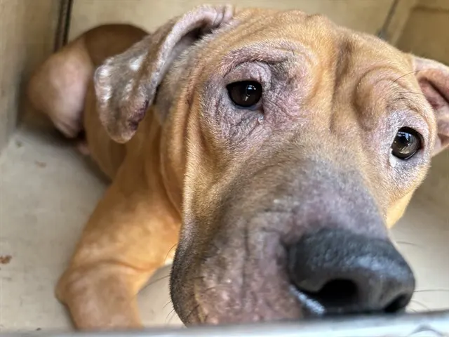 Sophia