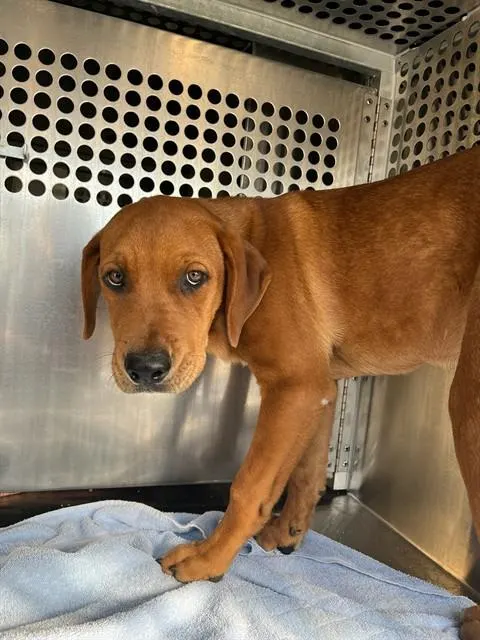 Adoptable Dog