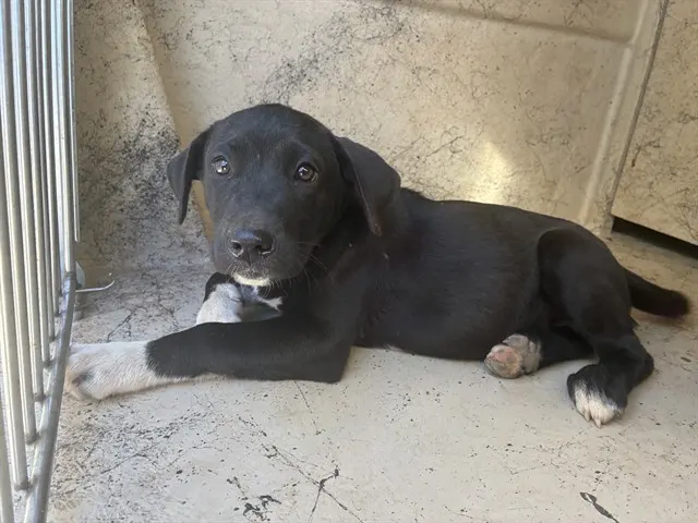 Adoptable Dog