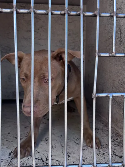 Adoptable Dog