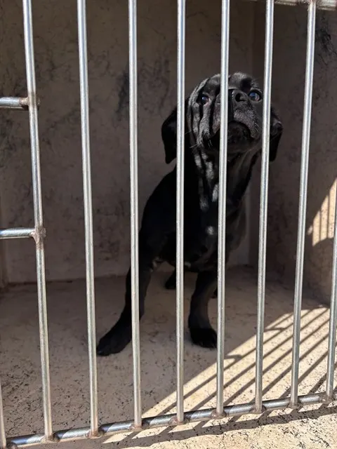 Adoptable Dog