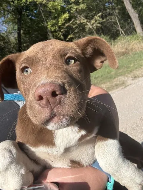 Adoptable Dog
