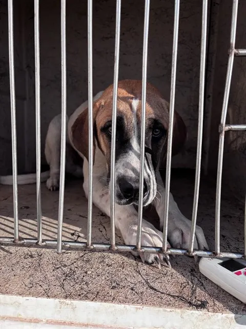Adoptable Dog