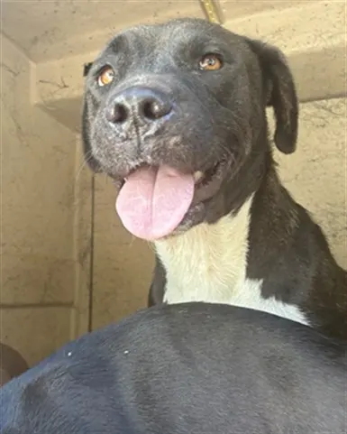 Adoptable Dog