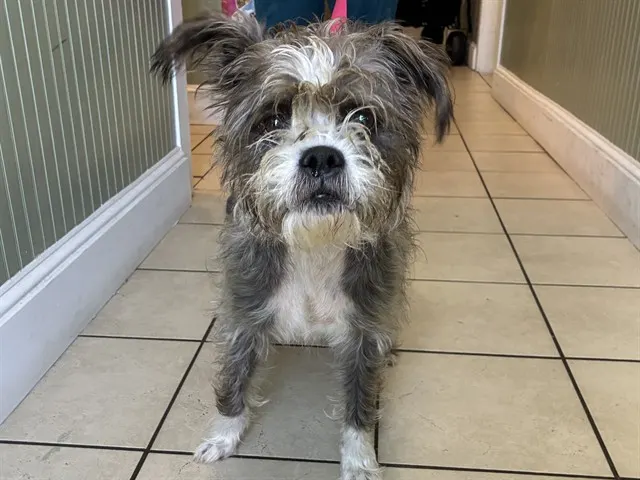 Shelter Staff Named Me *Dolly