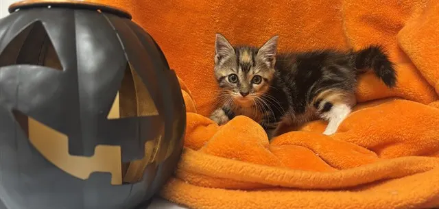 Shelter Staff Named Me *Bones