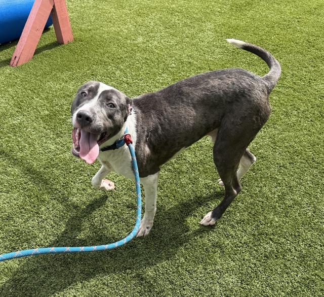 Shelter Staff Named Me *Kyle