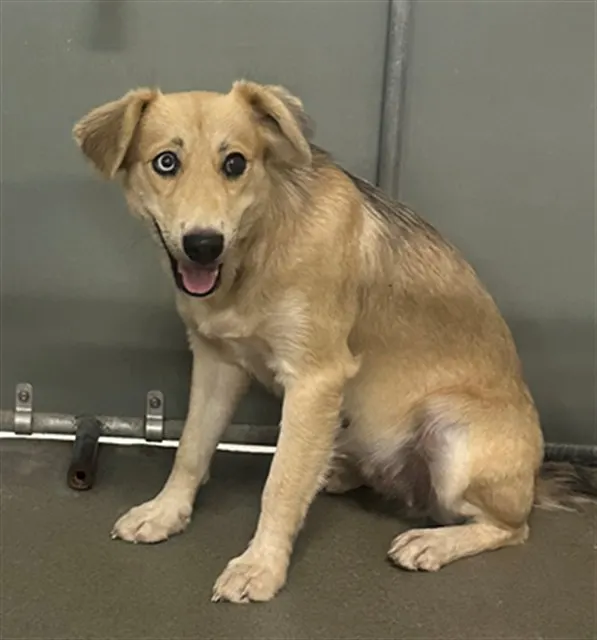 Adoptable Dog