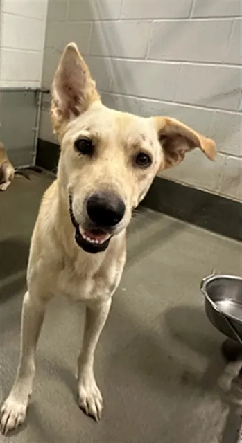 Adoptable Dog