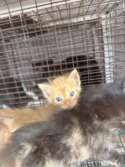 Adoptable Cat