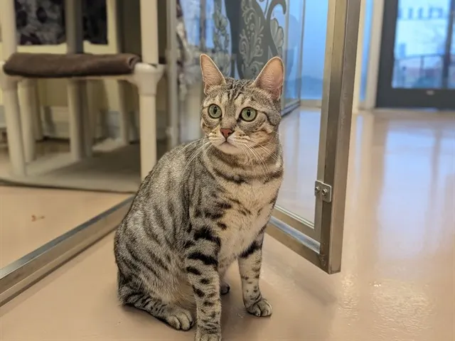 Adoptable Cat