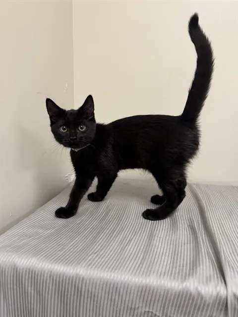 Caspian
