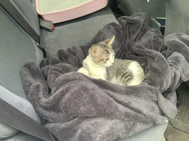 Adoptable Cat