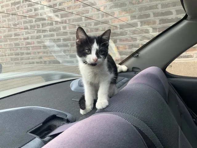 Adoptable Cat