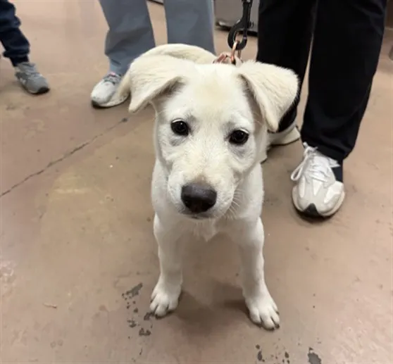 Adoptable Dog