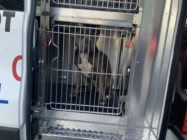 Adoptable Dog