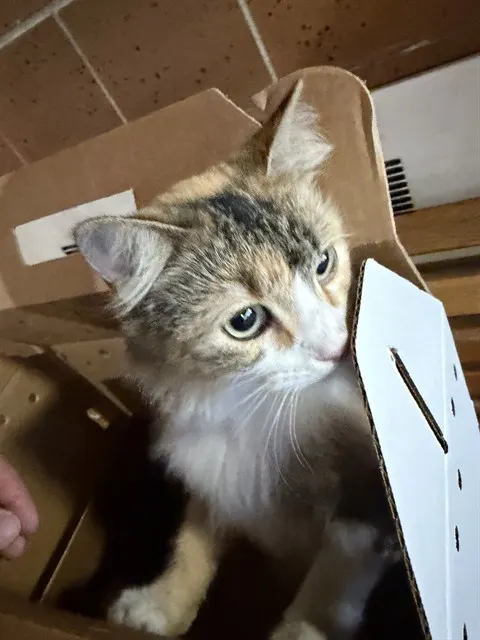 Adoptable Cat