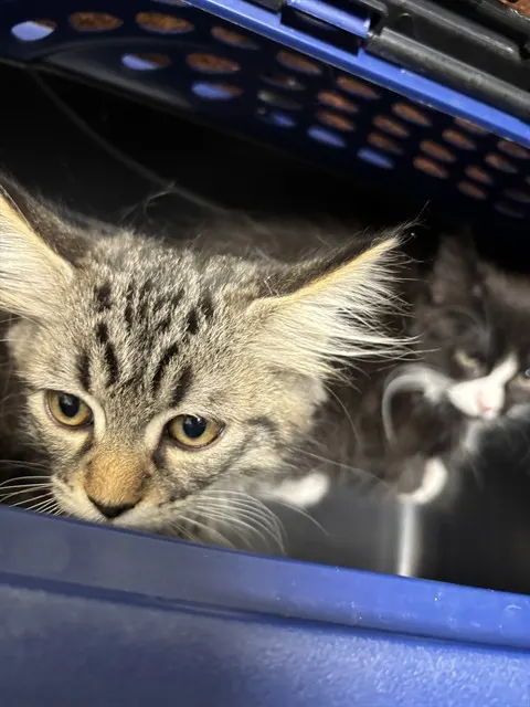 Adoptable Cat