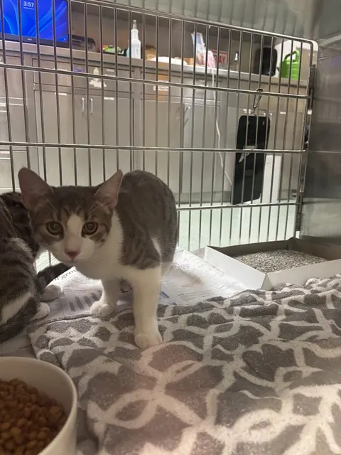 Adoptable Cat