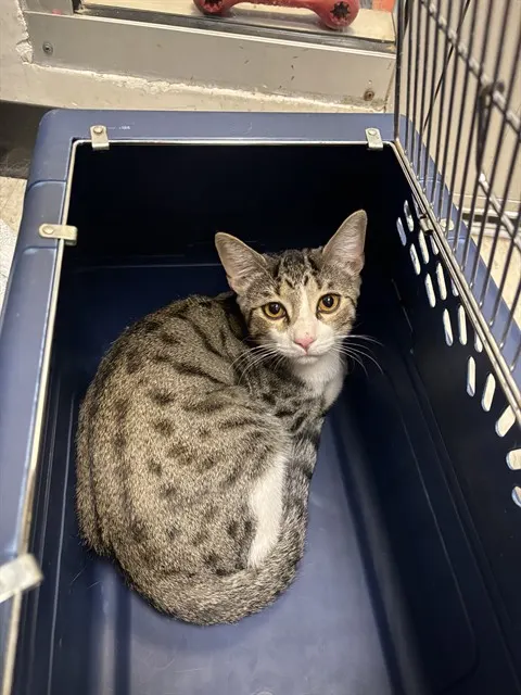 Adoptable Cat