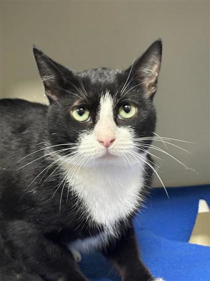 Tux