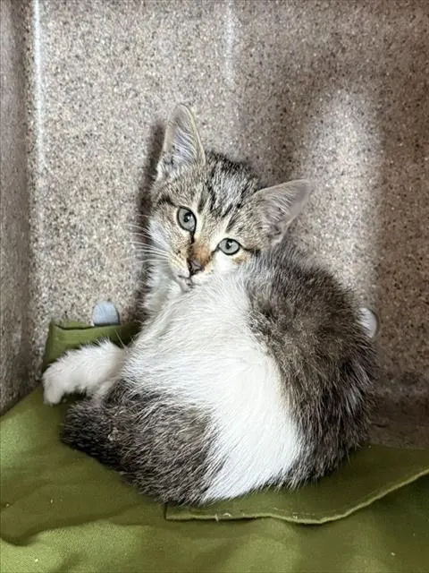 Peaches