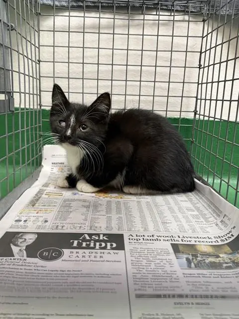 Adoptable Cat