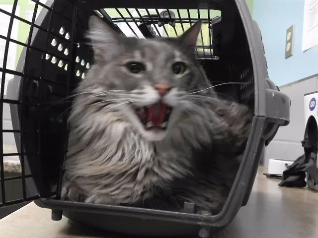 Merlin