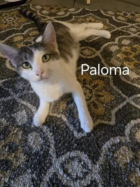 Paloma