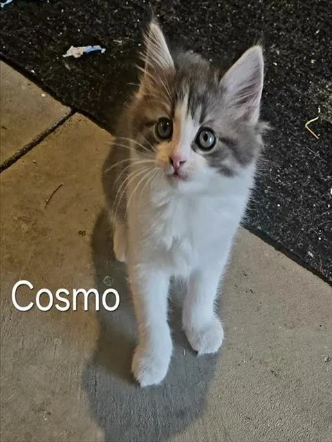 Cosmo