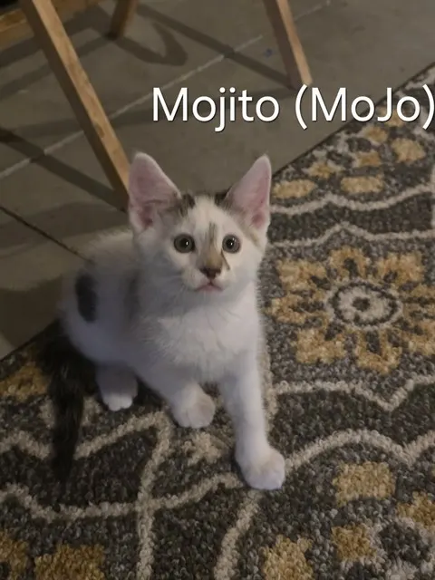 Mojito