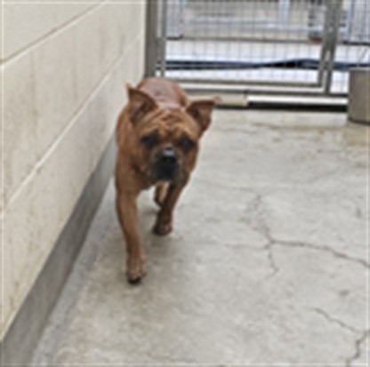 Adoptable Dog