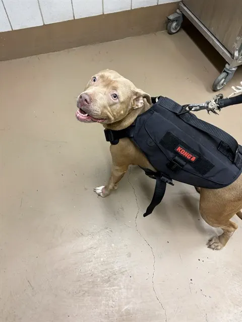 Adoptable Dog