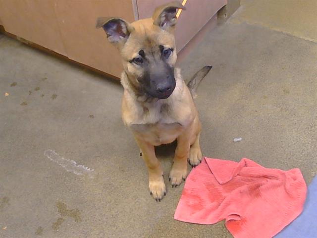 Adoptable Dog