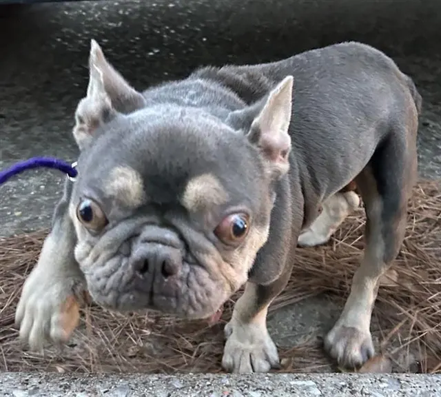 Adoptable Dog