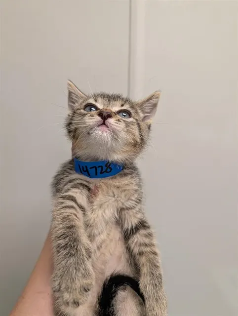 Adoptable Cat